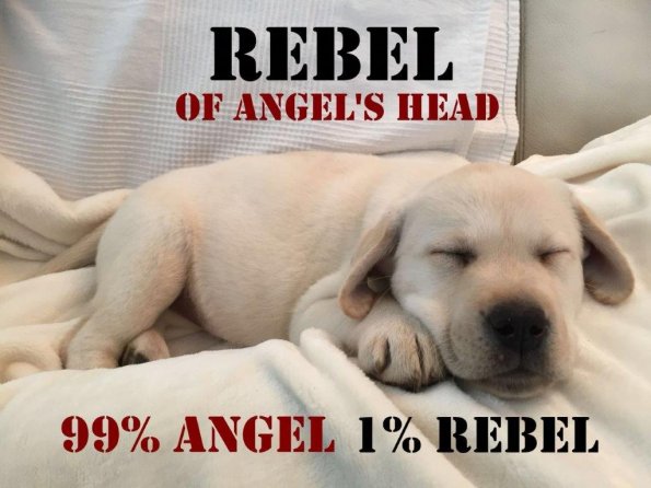 Rebel of Angel's Head