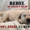 Rebel of Angel's Head